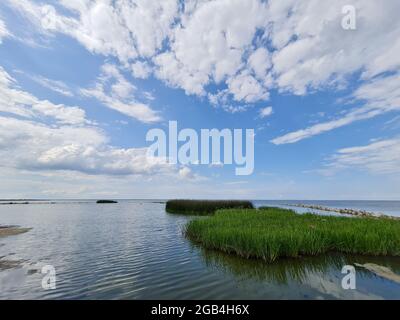 La côte de la lagune de Curonian avec de hautes roseaux verts et un brise-lames en pierre et des mouettes lors d'une journée ensoleillée d'été Banque D'Images