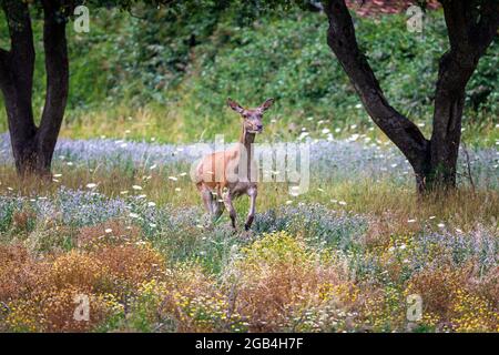 La femelle adulte broutage seule dans la prairie fleurie. Banque D'Images