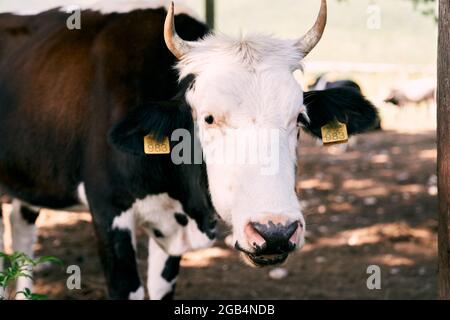 La vache avec des étiquettes sur ses oreilles se tient dans le pâturage Banque D'Images