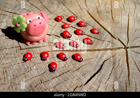 cochon doux et coccinelles sur un sol en bois Banque D'Images