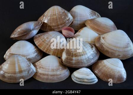 Les coques à gouttière sont des bivalves distinctives avec des rayons rayonnants de coloration brune. Les vivent dans le sable dans la zone sous-littorale et sont communs Banque D'Images