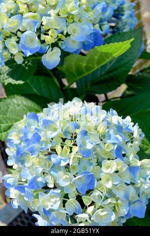 Gros plan de belles hortensias de mophead bleu pastel. Banque D'Images