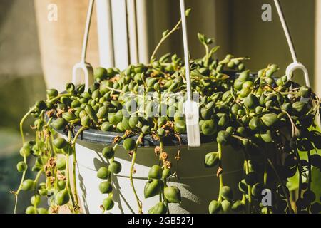 Gros plan d'une guirlande de perles dans un pot de plantes suspendu recevant une lumière de soleil vive et chaude de l'intérieur. Banque D'Images