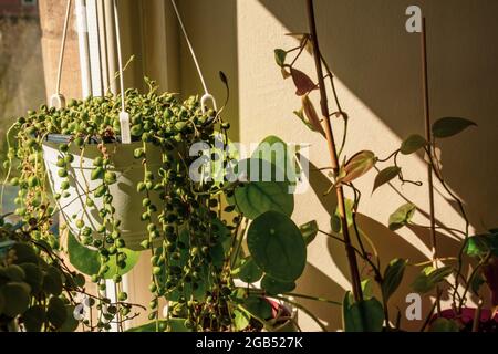 Une chaîne de perles maison plante pend devant la fenêtre prenant la lumière du soleil avec d'autres plantes dans le fond de la création du jardin intérieur. Banque D'Images