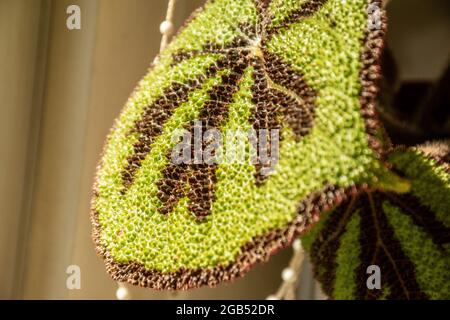 La grande feuille rouge et verte brunâtre d'une Croix de fer Begonia à l'intérieur comme partie d'un jardin d'accueil Banque D'Images