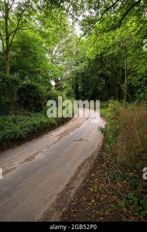 Une route calme et courbée avec des buissons et des arbres naturels surcultivés le long du bord Banque D'Images