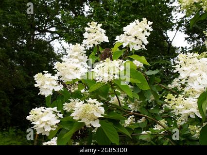 Arbuste à fleurs blanches hortensia paniculata en fleur août été Royaume-Uni Banque D'Images