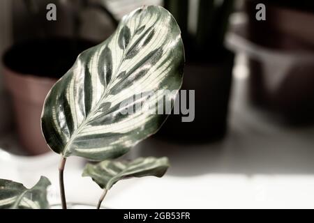 Une vue rapprochée de la feuille d'un Goeppertia makoyana, autrement connu comme plante de paon ou des fenêtres de cathédrale comme il se baise dans la lumière du soleil à l'intérieur. Banque D'Images