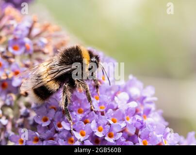 Abeille blanche à queue blanche, perchée sur une fleur dans un jardin britannique, été 2021 Banque D'Images