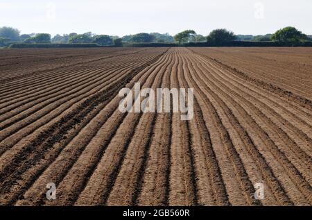 Sol préparé pour la plantation de maïs. Banque D'Images