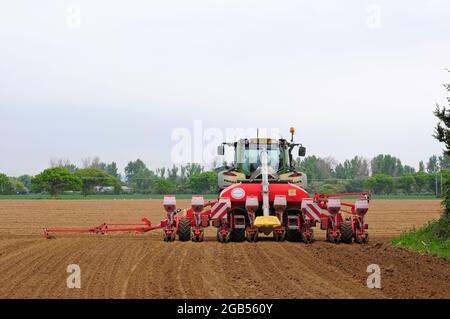 Plantation de maïs sur la plaine côtière, West Sussex. Banque D'Images