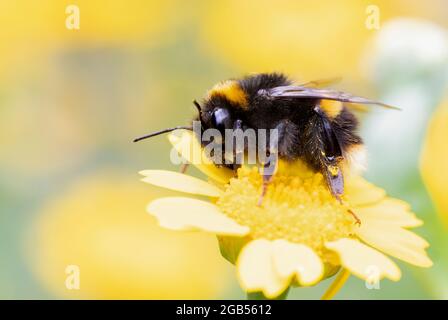 Bumblebee, Bumblebee à queue blanche, Bombus lucorum, collecte du nectar et du pollen sur les fleurs sauvages, été 2021 Banque D'Images