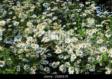 pâquerettes œdines. Leucanthum vulgare. Banque D'Images