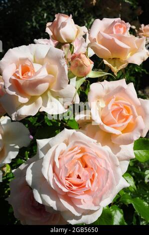 Rosa « A blantre Shade of Pale » Banque D'Images