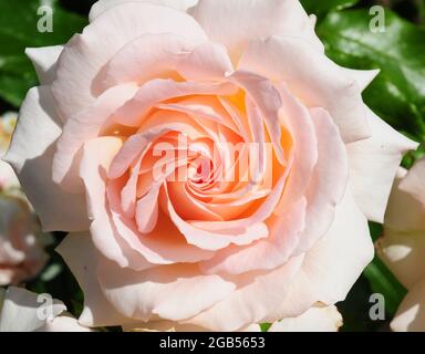 Rosa « A blantre Shade of Pale » Banque D'Images