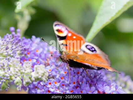 Peacock Butterfly, Alais io, Peacock Butterfly européen, perché sur Buddleja dans un jardin britannique Banque D'Images