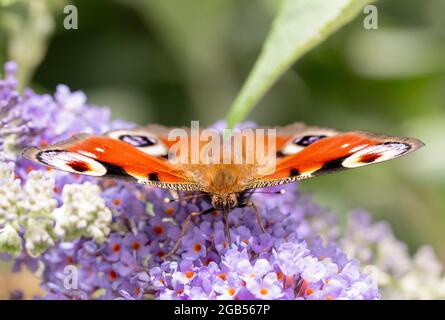 Peacock Butterfly, Alais io, Peacock Butterfly européen, perché sur Buddleja dans un jardin britannique Banque D'Images