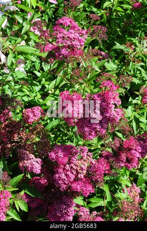 Spirea « Anthony Waterer » Banque D'Images