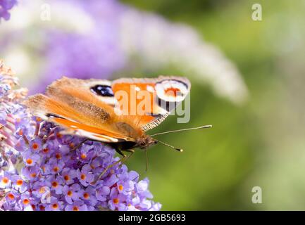 Peacock Butterfly, Alais io, Peacock Butterfly européen, perché sur Buddleja dans un jardin britannique Banque D'Images