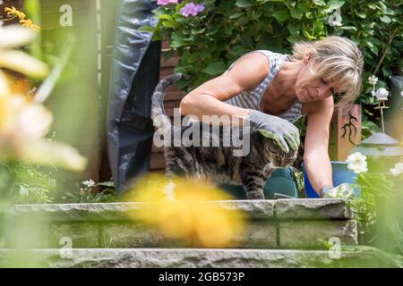 Hambourg, Allemagne. 13 juillet 2018. Là où de nombreuses fleurs fleurissent, le chat peut aussi être piqué par les abeilles, les bourdons ou les guêpes. Credit: Christin Klose/dpa-mag/dpa/Alay Live News Banque D'Images