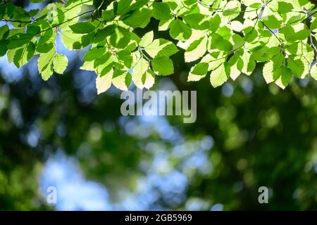 Gros plan sur la nature de la feuille de hêtre vert sur les brindilles de printemps sur fond flou en forêt. CopySpace faire en utilisant comme plantes vertes naturelles et toile de fond écologique Banque D'Images