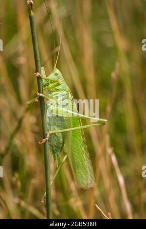 Grand cricket vert du Bush (Tetigonia viridissima) assis, reposant sur la tige de l'herbe sous le soleil, Europe Banque D'Images