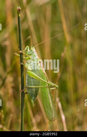Grand cricket vert du Bush (Tetigonia viridissima) assis, reposant sur la tige de l'herbe sous le soleil, Europe Banque D'Images