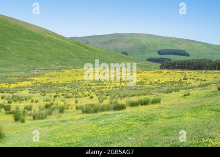 Champ de tasses de beurre dans la campagne écossaise. Frontières écossaises, près de Selkirk, Écosse Banque D'Images