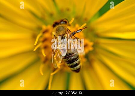 abeille sur une fleur de compas Banque D'Images