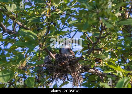 Nichant le kingbird de l'est assis dans un pommier. Banque D'Images