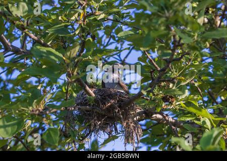 Nichant le kingbird de l'est assis dans un pommier. Banque D'Images