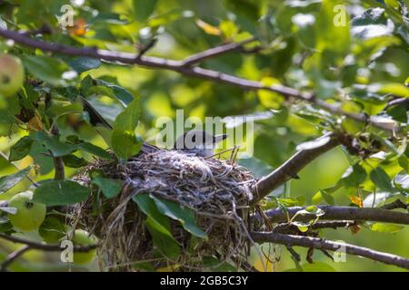 Nichant le kingbird de l'est assis dans un pommier. Banque D'Images