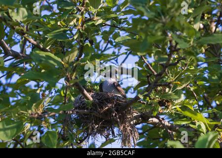 Nichant le kingbird de l'est assis dans un pommier. Banque D'Images