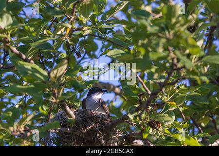 Nichant le kingbird de l'est assis dans un pommier. Banque D'Images