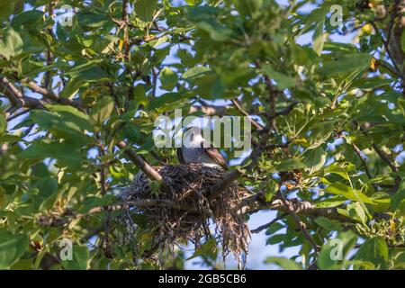 Nichant le kingbird de l'est assis dans un pommier. Banque D'Images