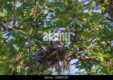 Nichant le kingbird de l'est assis dans un pommier. Banque D'Images