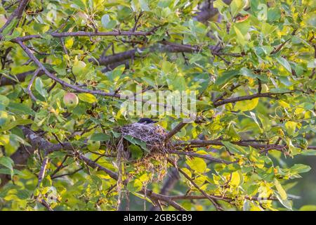 Nichant le kingbird de l'est assis dans un pommier. Banque D'Images