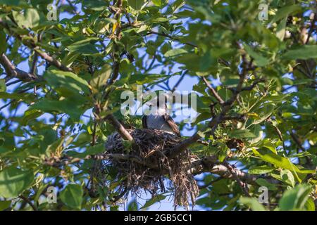 Nichant le kingbird de l'est assis dans un pommier. Banque D'Images