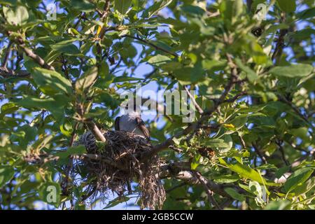 Nichant le kingbird de l'est assis dans un pommier. Banque D'Images