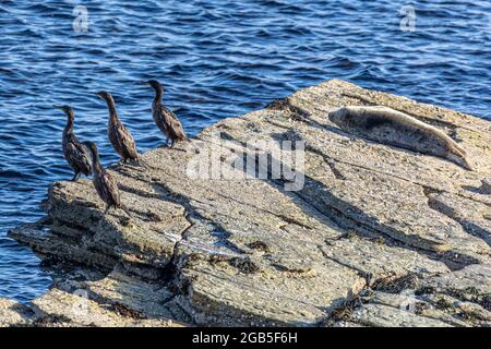 Pack de orka chasse aux épaulards dans la baie de Birsay. Ces cormorans et ces phoques restent en sécurité sur la terre tandis que le gousse/paquet Orka passe Banque D'Images