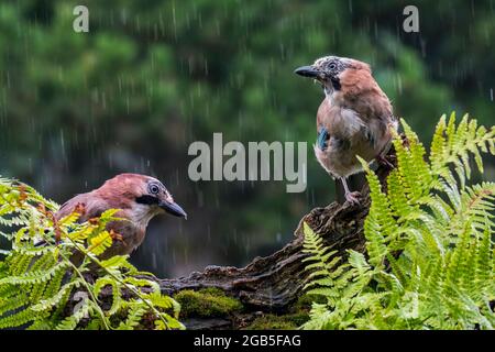 Deux Jays eurasiens / jay européen (Garrulus glandarius / Corvus glandarius) perchés sur le tronc d'arbre avec fougères en forêt pendant le déversage Banque D'Images