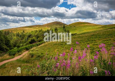 Rosebay Willowherb sur les Malcavernes avec Worcestershire Beacon et Sugarloaf Hill en arrière-plan, Worcestershire, Angleterre Banque D'Images