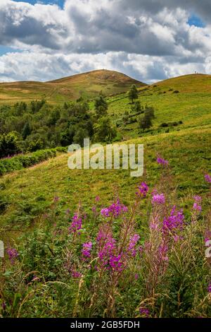 Rosebay Willowherb pousse sur les Malaverns avec Worcestershire Beacon et Sugarloaf Hill en arrière-plan, Worcestershire, Angleterre Banque D'Images