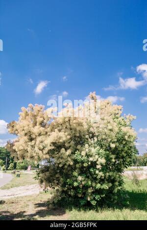 Les Fumsia en fleurs fument des arbres sur un fond de ciel bleu Banque D'Images