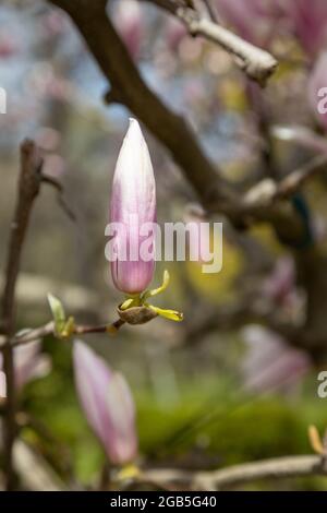 Belles fleurs de magnolia blanc rose au printemps Banque D'Images