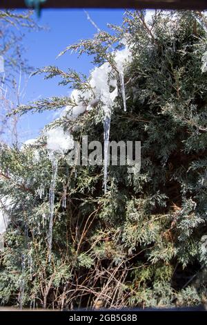 De merveilleuses glaces suspendues à la branche d'un conifères dans le jardin en hiver Banque D'Images