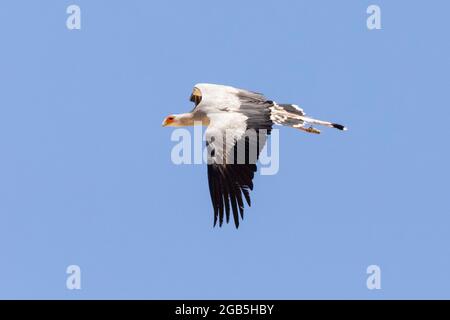 Secretarybird / Secrétaire Bird (Sagittaire serpent) volant, Parc transfrontalier Kgalagadi, Kalahari, Cap Nord, Afrique du Sud. Ce speci oiseau Banque D'Images