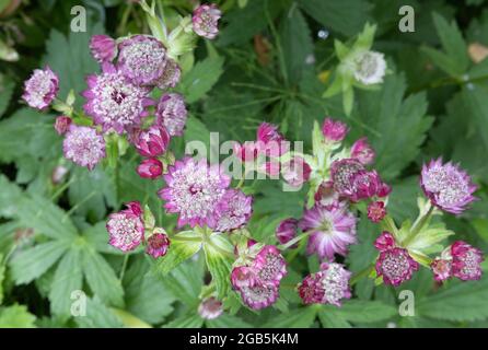 Le Grand Masterwort, fleurs roses d'Astrantia floraison majeure dans un jardin au Royaume-Uni en été. Banque D'Images