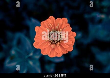 fleurs orange sur fond de plante bleu foncé Banque D'Images