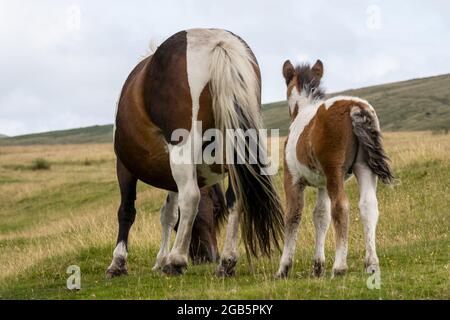 Parc national de Dartmoor, Devon, Royaume-Uni. 1er août 2021. Météo au Royaume-Uni : des poneys de Dartmoor se jettent près de Sourton Tor lors d'un dimanche après-midi couvert. Credit: Celia McMahon/Alamy Live News Banque D'Images